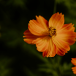 Como Cuidar Flor Primavera