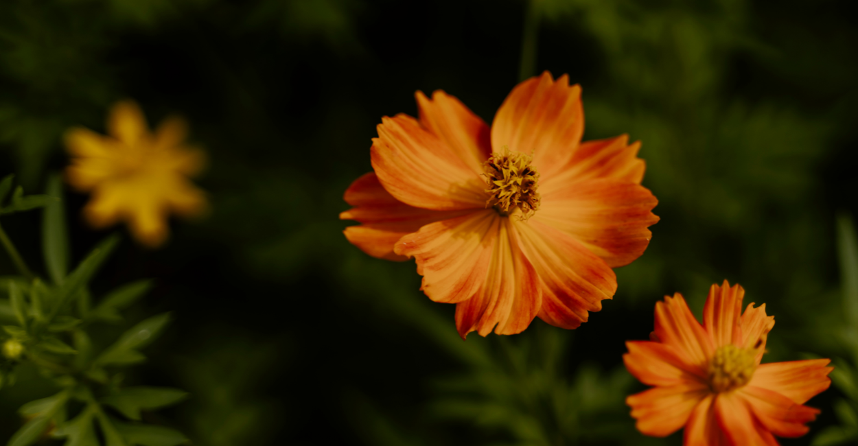 Como Cuidar Flor Primavera